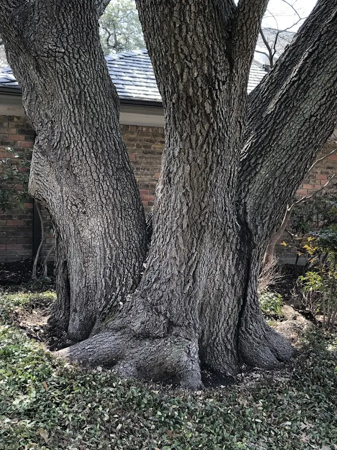 Mature heritage tree close to a Drifton property cared for by certified arborists